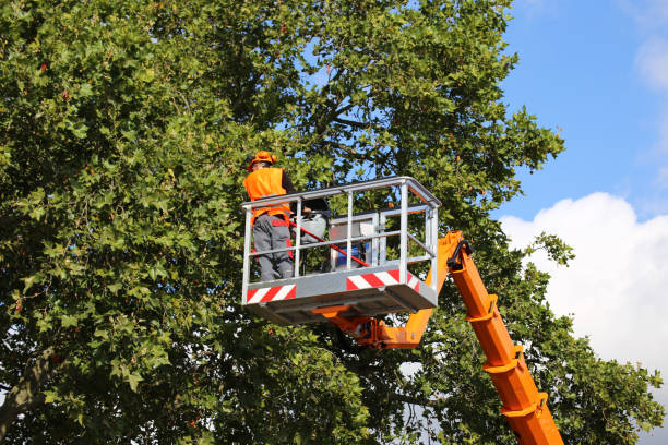 Mulching Services in Galena Park, TX